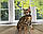 Хлопчик бенгал, ін. 06.11.2020. Бенгальські кошенята з розплідника Royal Cats. Україна, Київ, фото 8