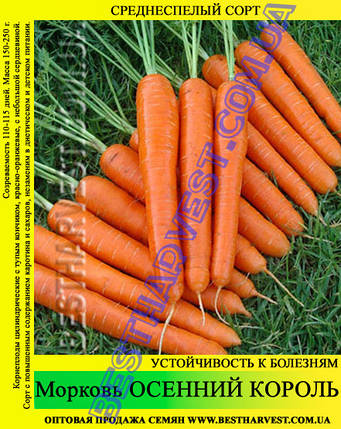 Насіння моркви «Осінній Король» 25 кг (мішок), фото 2