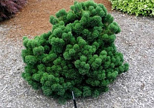 Сосна гірська "Jakobsen" Pinus mugo `Jakobsen'