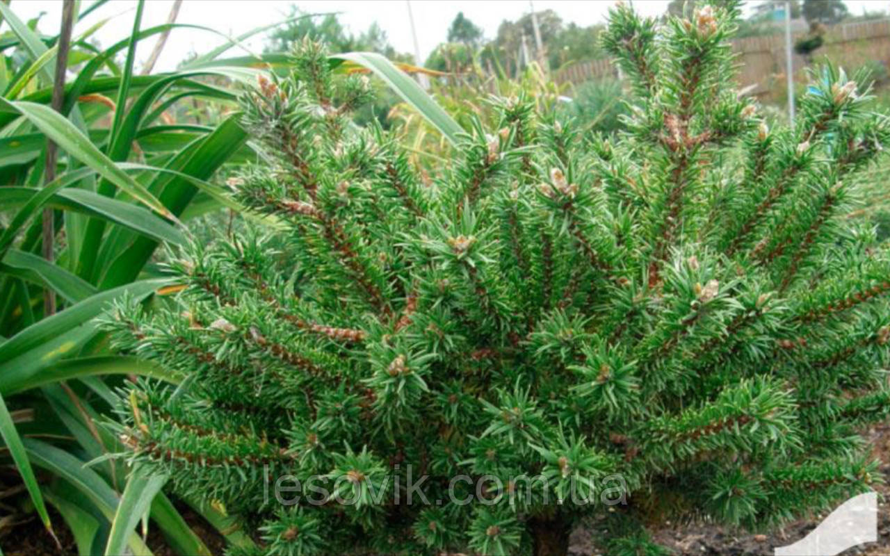 Сосна Банкса 'Schneverdingen' Pinus banksiana `Schneverdingen`