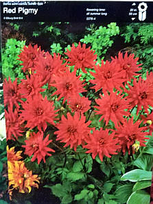 Жоржина Red Pigmy