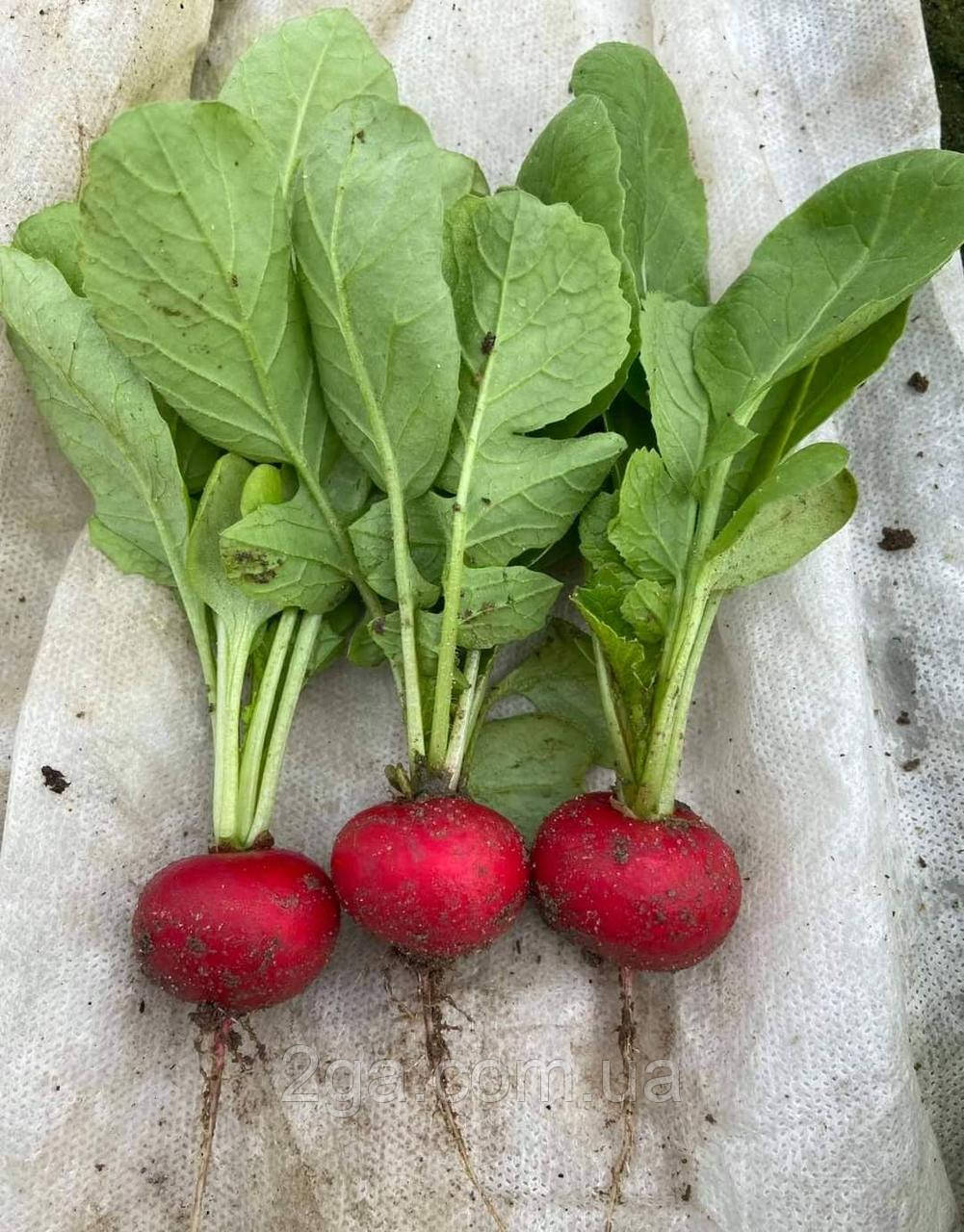 Бодіам F1 / Bodiam F1 — Редис, Rijk Zwaan. 25 000 насіння (фракція 3-3,25 мм), фото 1