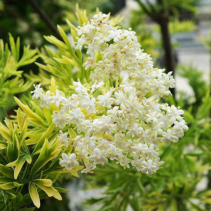 Бузина чорна Голден Тауер / Sambucus nigra Golden Tower, фото 2