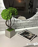 Стабілізоване дерево, топіарій "Артіс Грін", двостовбурове, фото 2