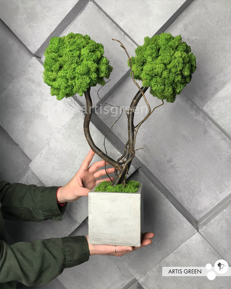 Стабілізоване дерево, топіарій "Артіс Грін", двостовбурове, фото 1
