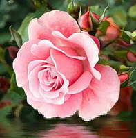 Алмазная вышивка пышная розовая роза 25х25 см, полная выкладка
