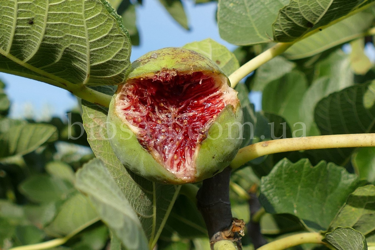 Інжир Кадота (Kadota), самоплідний сорт, 3-х річний (ЗКС)