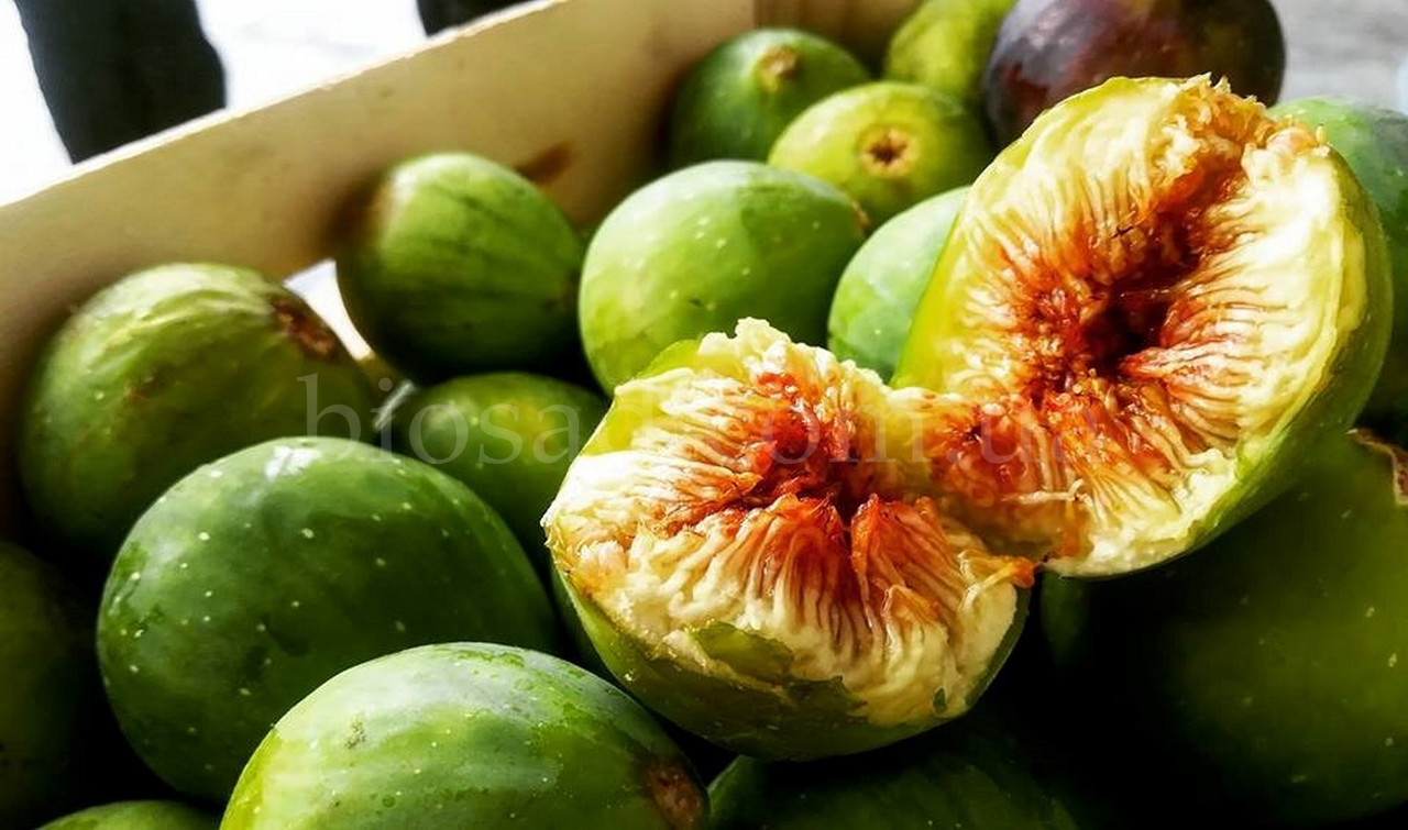 Инжир сорт вердино. Зеленый инжир сорт. Зеленый инжир сорт. Зеленый инжир сорт. Инжир сорт далматика.