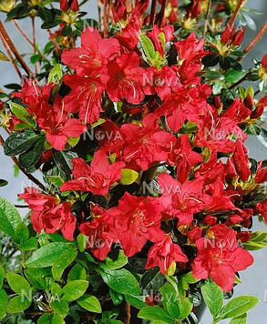 Азалія японська Galathea 4річна,  L3.0л Азалія японська Галатея, Rhododendron / Azalea japonica Galathea