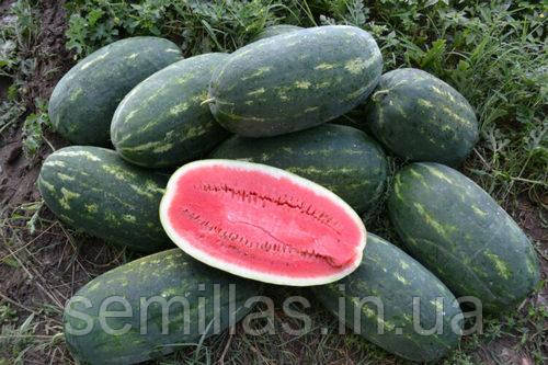 Насіння кавуна Юммі (Yummi) F1, 1000 шт, тип Кримсон Світ