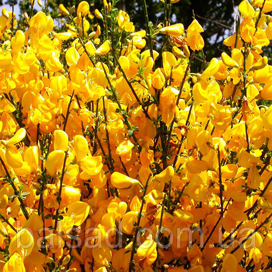 Рокитник ранній Алголд / Cytisus praecox Allgold