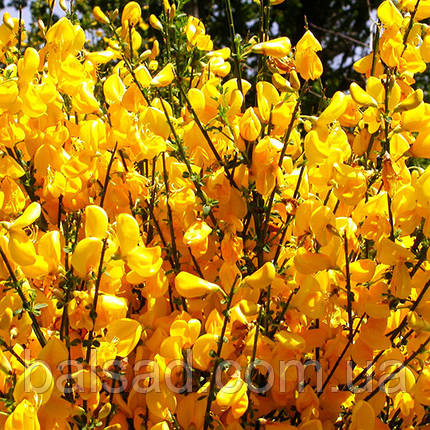 Рокитник ранній Алголд / Cytisus praecox Allgold, фото 1