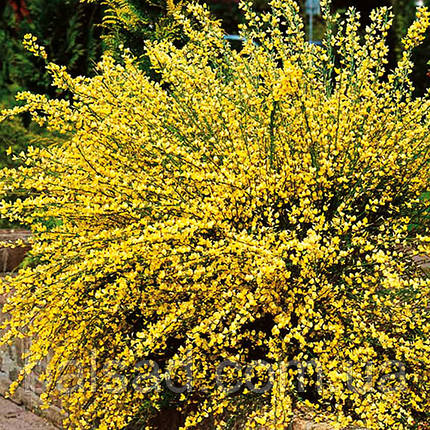 Рокитник ранній Алголд / Cytisus praecox Allgold, фото 3
