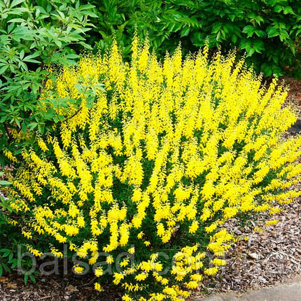 Рокитник ранній Алголд / Cytisus praecox Allgold, фото 4