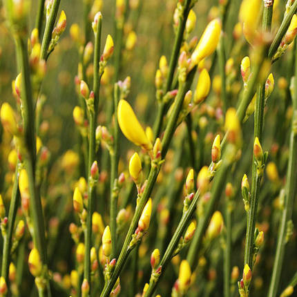 Рокитник віниковий Ванесса / Cytisus scoparius Vanesse, фото 2