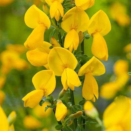 Рокитник віниковий Ванесса / Cytisus scoparius Vanesse