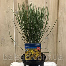 Рокитник віниковий Мойкларе Пінк / Cytisus Moyclare Pink, фото 4