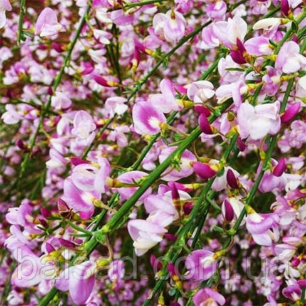 Рокитник віниковий Мойкларе Пінк / Cytisus Moyclare Pink, фото 3