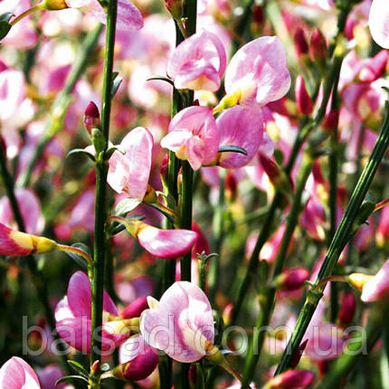 Рокитник віниковий Мойкларе Пінк / Cytisus Moyclare Pink, фото 1