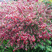 Рокитник віниковий Мойкларе Пінк / Cytisus Moyclare Pink, фото 5