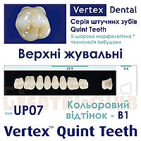 Зуби акрилові (искусственные зубы)на планці верхні жувальні п ятишарові Vertex Quint (вертекс квінт) тип зубів 07 UP, B1