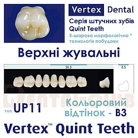 Зуби акрилові на планці верхні жувальні п’ятишарові Vertex Quint (вертекс квінт), тип зубів 11 UP, B3