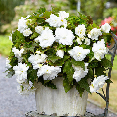 Бегония ампельная с гигантскими цветками Белая - фото 1 - id-p1382103704
