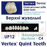 Зуби акрилові (искусственные зубы)на планці верхні жувальні п ятишарові Vertex Quint (вертекс квінт) тип зубів 12 UP, C4