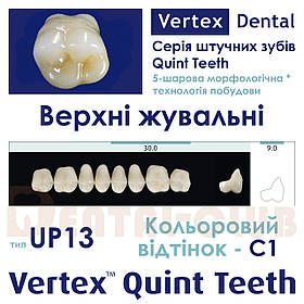 Зуби акрилові на планці верхні жувальні п'ятому ятишарові Vertex Quint (вертекс квінт), тип зубів 13 UP, C1