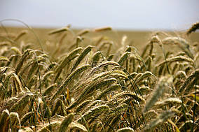 Насіння озимої пшениці "Калідон" Seed Grain Company (Канада)