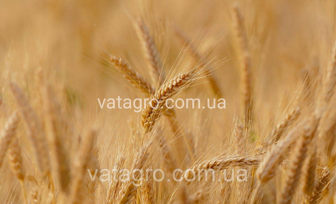 Насіння озимої пшениці "Манітоба" Seed Grain Company (Канада)