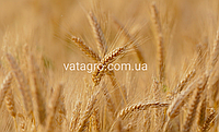 Семена озимой пшеницы "Манитоба" Seed Grain Company (Канада)