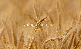 Насіння озимої пшениці "Манітоба" Seed Grain Company (Канада)