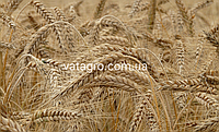Семена озимой пшеницы "Роял" New Seed Grain Company (Канада)