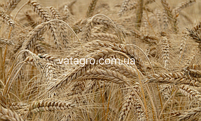 Насіння озимої пшениці "Роял" New Seed Grain Company (Канада)