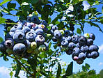 Саджанці лохини Бонус 2-х років, Vaccinium corymbosum Bonus., фото 3