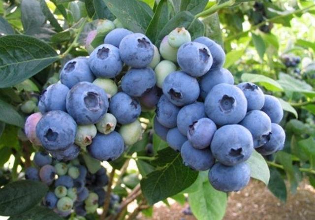 Саджанці лохини Бонус 2-х років, Vaccinium corymbosum Bonus.