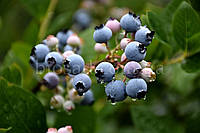 Лохина Блюкроп (Bluecrop), середній сорт, 2-річний саджанець