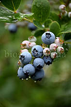 Лохина Дюк (Duke), суперранній сорт, 2-річний саджанець