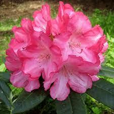 Рододендрон «Emanuela» 1 річний, конт. P9