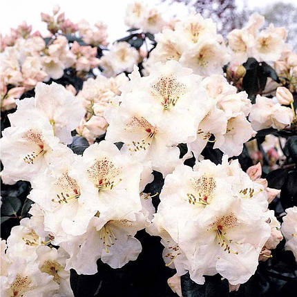 Рододендрон «Gartendirektor Riecer», конт. P9, фото 1