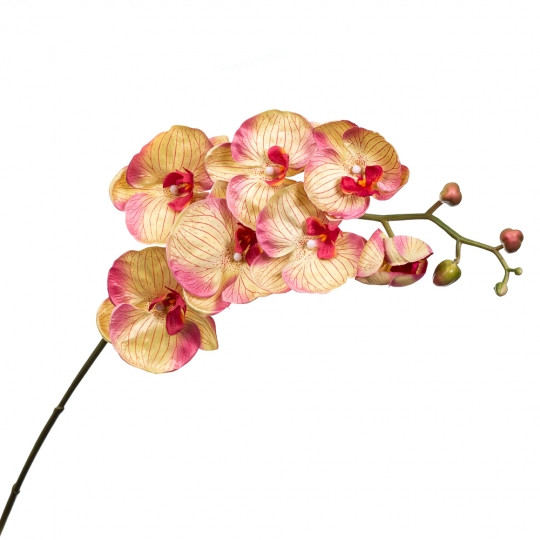 Орхідея золотиста 137 см