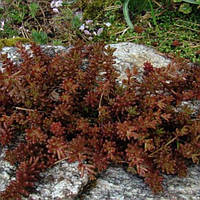 Саджанці Очиток (седум) червонолистий білий в контейнері 0,5 л