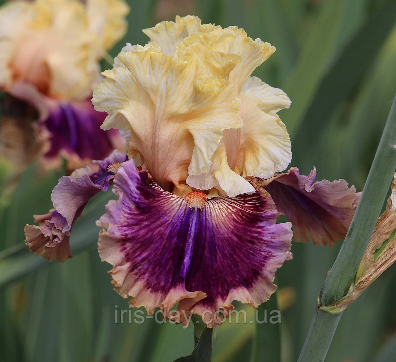 Ірис Coat Of Many Colors (Johnson 2021) (сажінки), фото 1