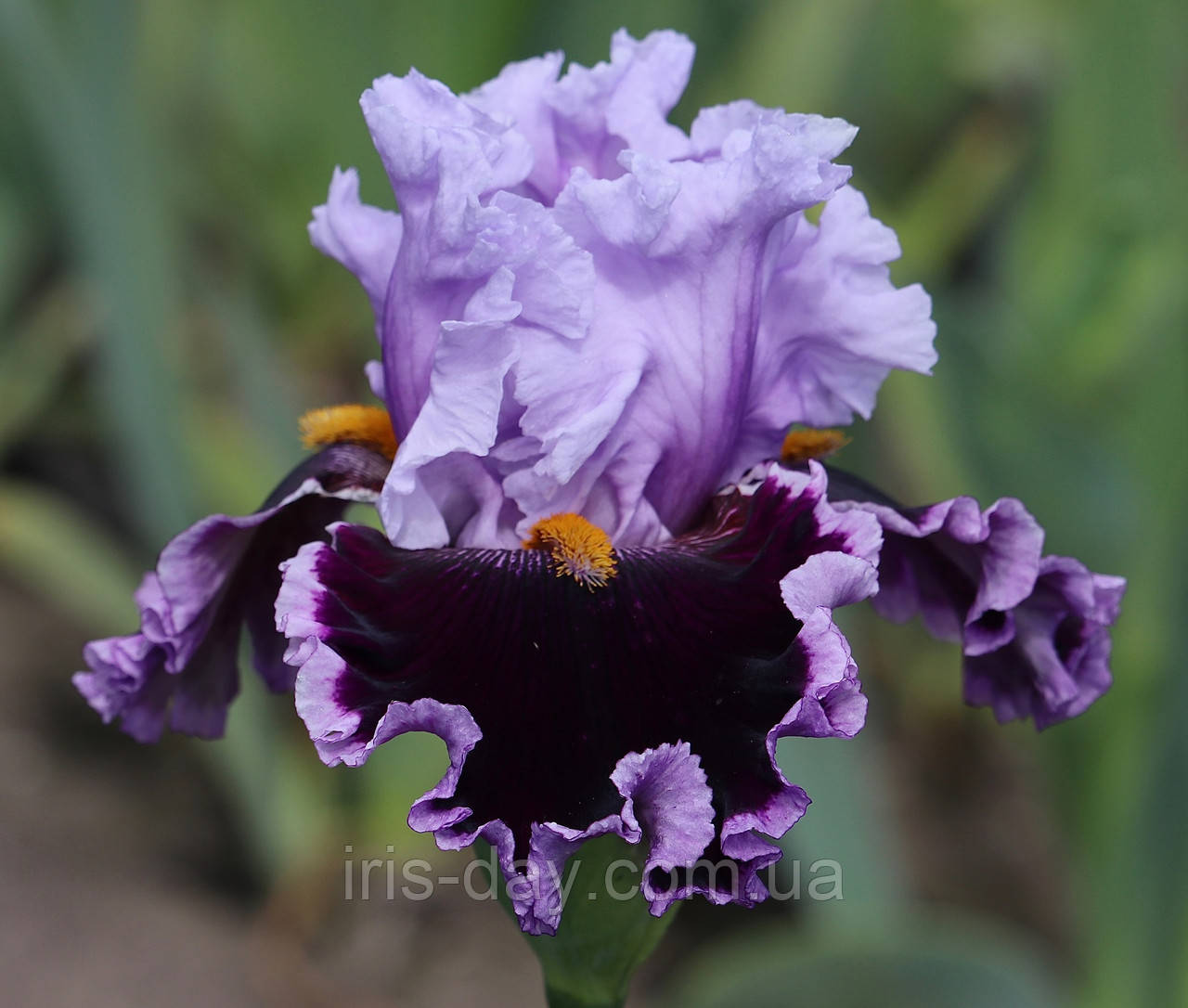 Ірис Headline News (Johnson 2021) (сажінки), фото 1