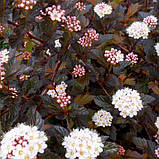 Пухироплідник Дьябло,  Physocarpus opulifolius Diablo, фото 4