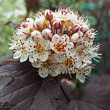 Пухироплідник Дьябло,  Physocarpus opulifolius Diablo, фото 5