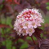 Пухироплідник Дьябло,  Physocarpus opulifolius Diablo, фото 3