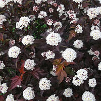 Пухироплідник Дьябло,  Physocarpus opulifolius Diablo