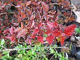 Пухироплідник Дьябло,  Physocarpus opulifolius Diablo, фото 6